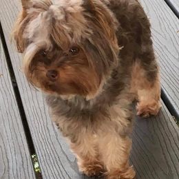 Yorkshire Terrier Puppies from Toy Town Yorkies