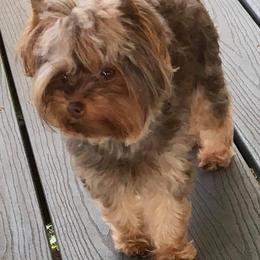 Yorkshire Terrier Puppies from Toy Town Yorkies