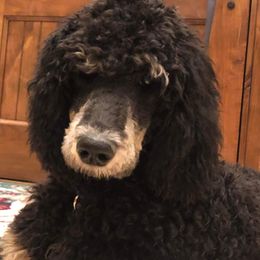 Poodle Puppies from PaintersPreciousPoodles