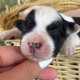 Sage AKC - Black tri-color female Australian Shepherd puppy in Polk City, Florida from Skaky Shepherds