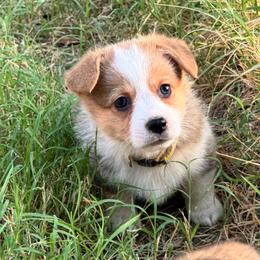 Sunny - Sable female Pembroke Welsh Corgi puppy in Millsap, Texas from Punchy Pembroke Ranch