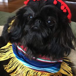 Shih Tzu All Grown Up from Cocktail Shih Tzu
