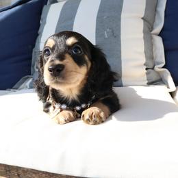 Clover - Black and cream female Dachshund puppy in Mc Donough, Georgia from Hot Diggity Doxies