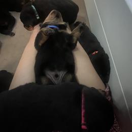 Rottweiler Puppies from CG Rottweilers