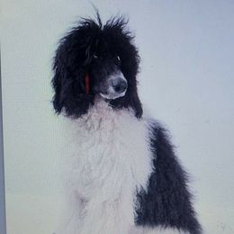 Harley - Poodle