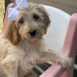 Sahara - Apricot female Irish Doodle puppy in Home, Pennsylvania from Plum Creek Acres Next Generation