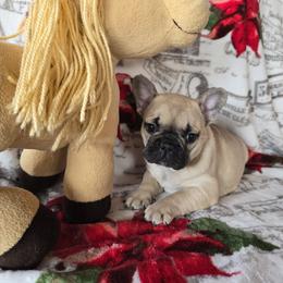 Girl 1 - Fawn female French Bulldog puppy in Crane, Missouri from James River French Bulldogs