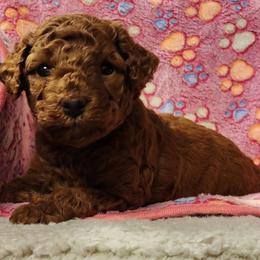 Hot Pink Girl - Red  female Goldendoodle puppy in Los Molinos Ca, California from Sunshine Sanctuary Doodles
