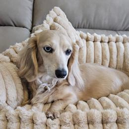 Harlow - Dachshund