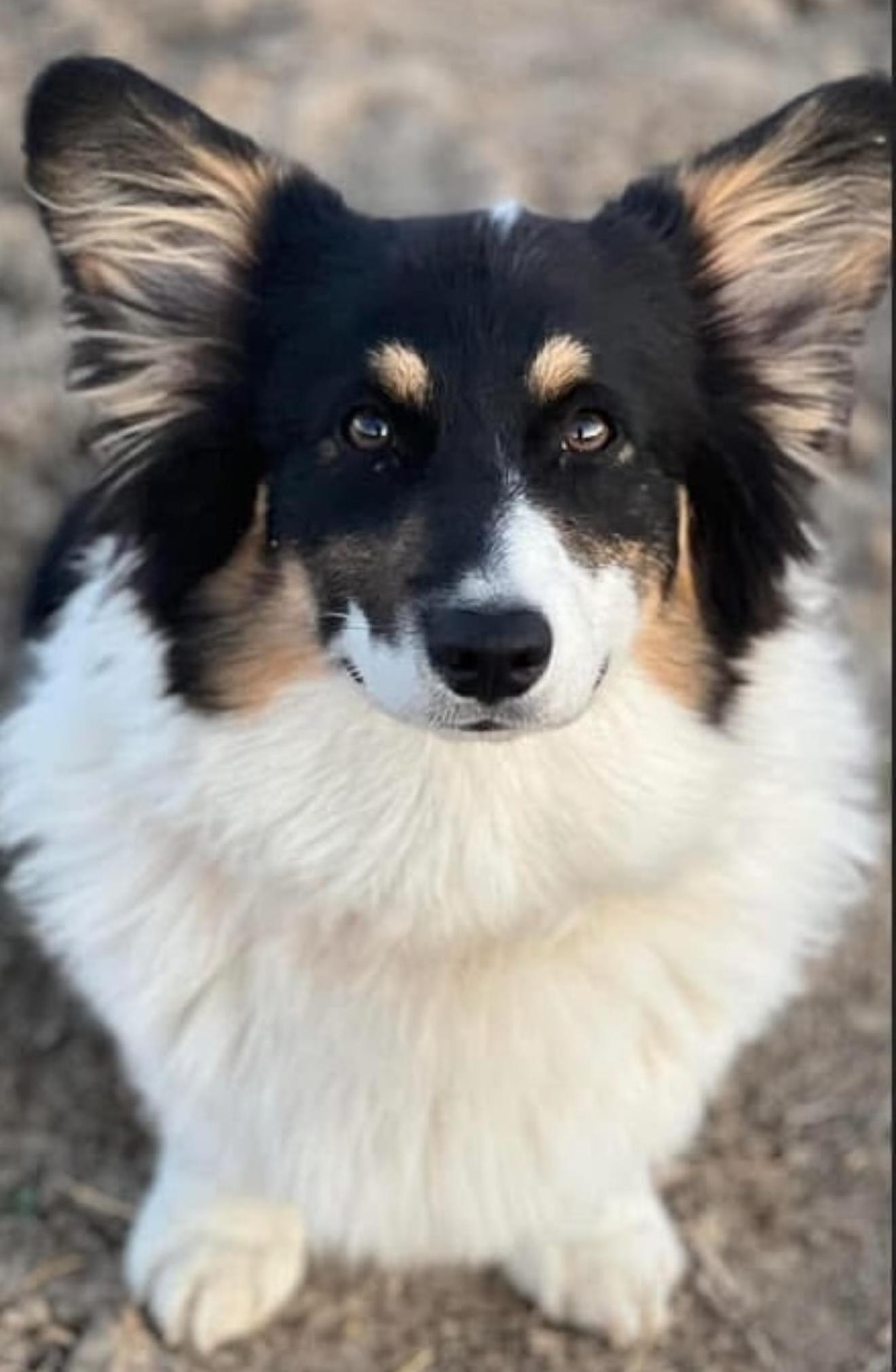 Yoshi