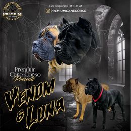 Boy 2 - Black male Cane Corso puppy in San Jacinto, California from Premium Cane Corso