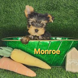 Monroe - Black and gold male Yorkshire Terrier puppy in Denver, Colorado from Totty's Tiny Paws