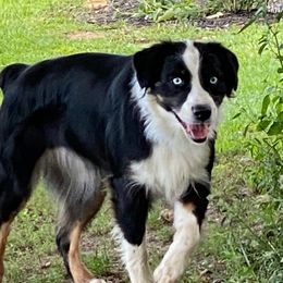 Poppy - Australian Shepherd
