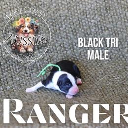 Ranger - Black tri male Miniature American Shepherd puppy in Ferndale, California from Lost Coast Aussies