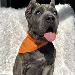 Sapphire - Gray brindle female Cane Corso puppy in Hayward, California from Grande Kennels