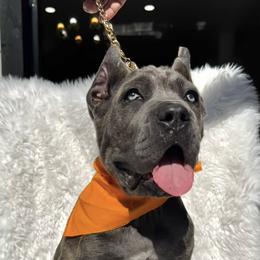Sapphire - Gray brindle female Cane Corso puppy in Hayward, California from Grande Kennels