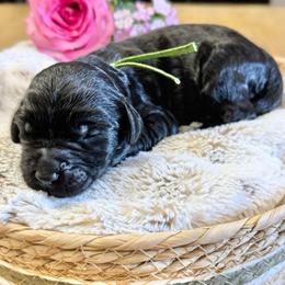 Fudge- Green Collar - Black male Goldendoodle puppy in Bay City, Texas from Charming Doods Goldendoodles