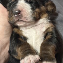 Blitzen - Black white and brown male Basset Hound puppy in Hillsboro, West Virginia from Bear Foot Bassets Of West Virginia
