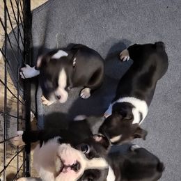 Boston Terrier puppies from Furhill's Boston Terriers