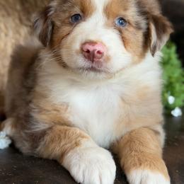 Felix-has tail-many videos - Red merle male Australian Shepherd puppy in Troy, South Carolina from Australian Shepherds of 3/W Farms