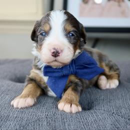 Oliver - Merle male Bernedoodle puppy in Murray, Utah from Sun Valley Doodles