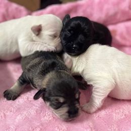 Miniature Schnauzer Puppies from Miniature Schnauzer Paradise llc