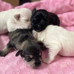 Miniature Schnauzer Puppies from Miniature Schnauzer Paradise llc