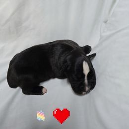 Girl 2 - Brindle female Boxer puppy in Leland, North Carolina from Ocean Breeze Boxers