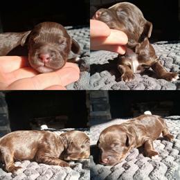 Chocolate phantom - Brown white and tan male Cockapoo puppy in Howell, Michigan from Robbin's Treasures
