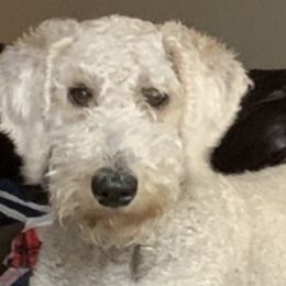 Goldendoodles and Labradoodles from Charlie’s Poodles & Doodles