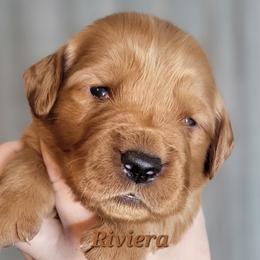 Riviera - Dark golden male Golden Retriever puppy in Scurry, Texas from 07 Seven Oaks Goldens and Doodles