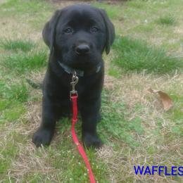 Waffles (Dark Blue Collar) - Black male Labrador Retriever puppy in Prince George, Virginia from Kingdom Kenelz Labradors