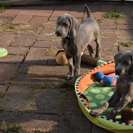 Weimaraner Puppies from Platinum Weimaraners