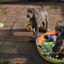 Weimaraner Puppies from Platinum Weimaraners