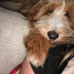 Tux female 3 - Red  female Goldendoodle puppy in Lafayette, Alabama from Sweethaven Kennels