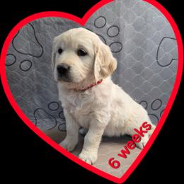 Red girl - Light golden female Golden Retriever puppy in Albuquerque, New Mexico from Teeter's Desert  Goddess Goldens