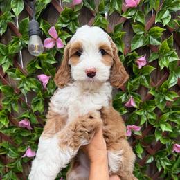 Fontina - Caramel red female Australian Labradoodle puppy in Orange, California from Little Kingdom Doodles