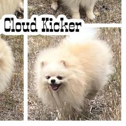Khitt - Pomeranian
