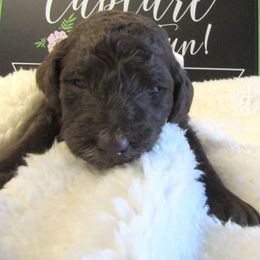 Goldendoodle and Poodle Puppies from David & Patricia Elliott