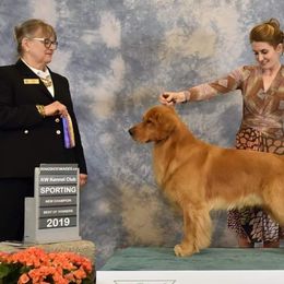 Golden Retrievers from DukerDaze Golden Retrievers