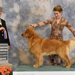 Golden Retrievers from DukerDaze Golden Retrievers