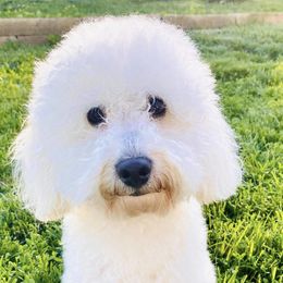 Wyatt - Poodle