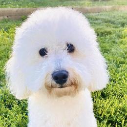 Wyatt - Poodle