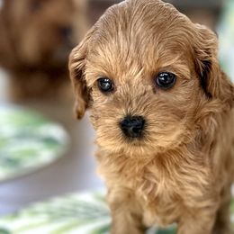 Kenzi - Red Cockapoo puppy in Roseville, California from Darby Park Doodles