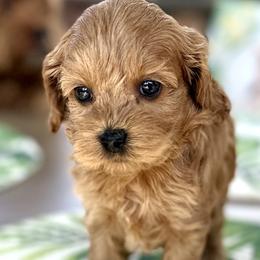 Kenzi - Red Cockapoo puppy in Roseville, California from Darby Park Doodles