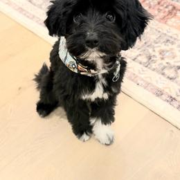 Aussiedoodle puppies from The Cuddly Dood Ranch