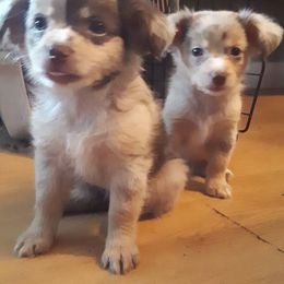 Australian Shepherds and Miniature American Shepherds from Awesome Aussies