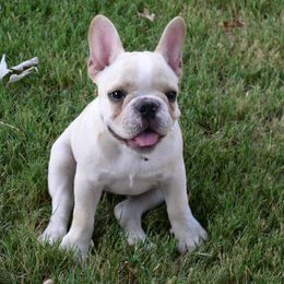 French Bulldog Puppies from Kennel Concharty