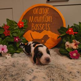 Cowboy  RESERVED - Mahogany and white male Basset Hound puppy in Robbins, Tennessee from Orange Mountain Basset Hounds
