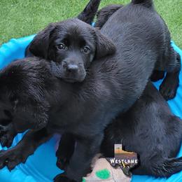 Labrador Retriever Puppies from Westlane Dogs
